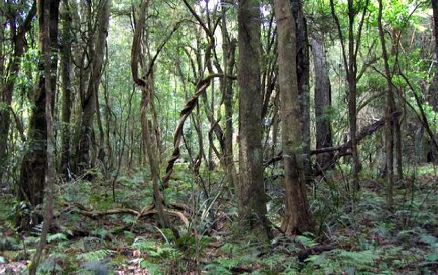 Robertson Nature Reserve, Robertson, NSW