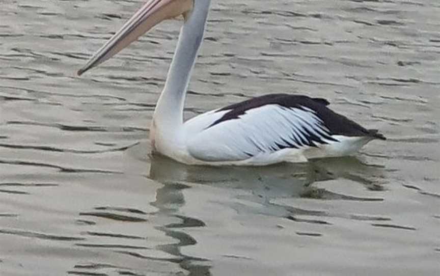 Harrington Park Lakes, Harrington Park, NSW