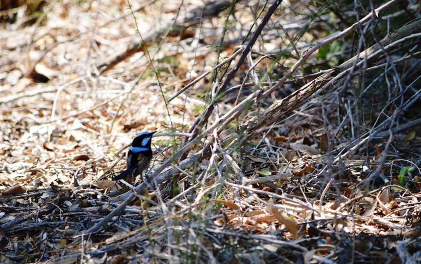 Birdwatching in the South Burnett, Kingaroy, QLD