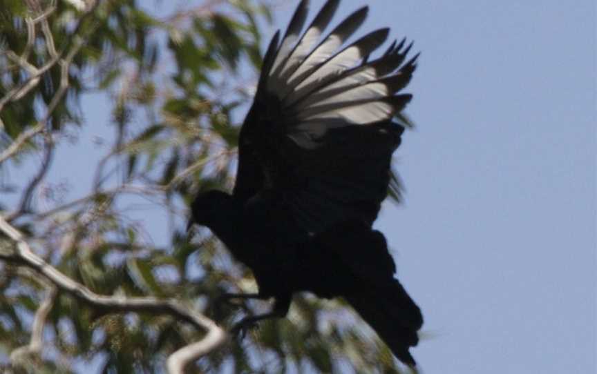 Brisbane Ranges National Park, Staughton Vale, VIC