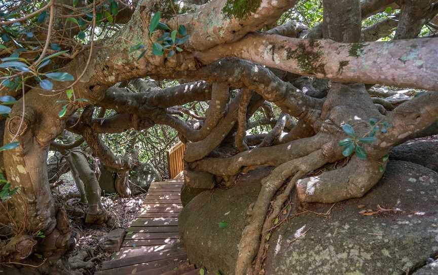 Bellbrook Farm Loop Walk, Central Tilba, NSW