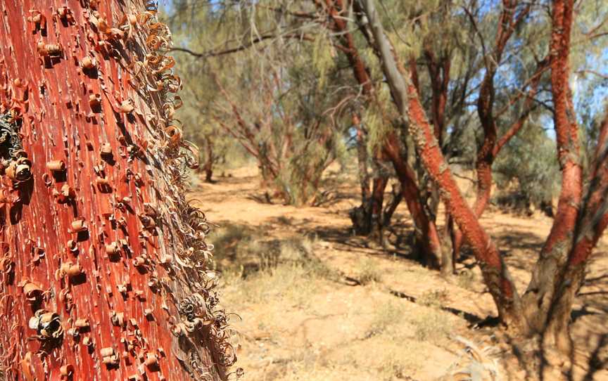 Witjira National Park, Oodnadatta, SA