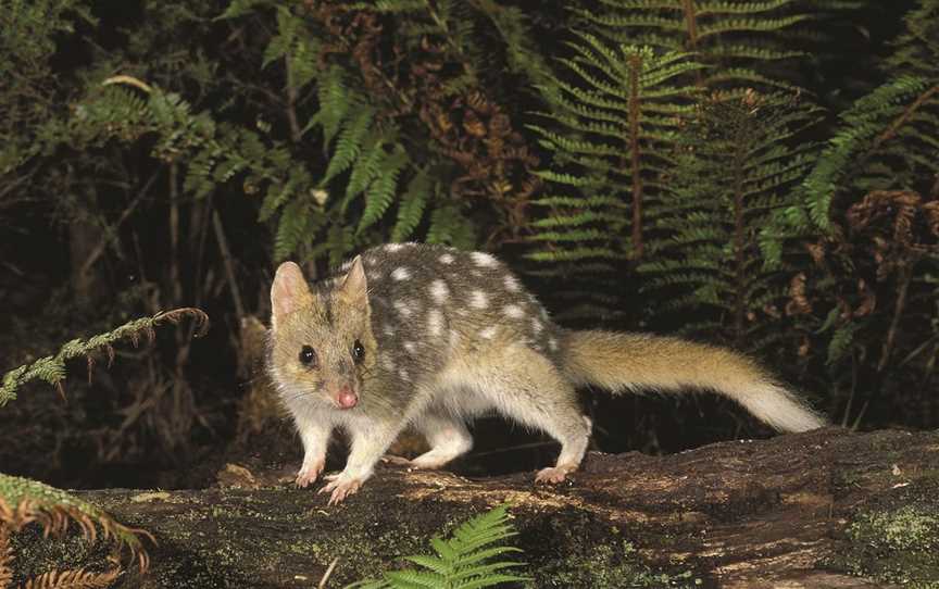 The Tarkine/takayna Wilderness, Corinna, TAS