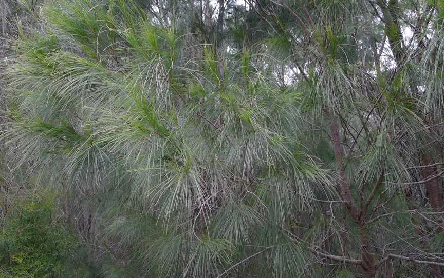 Bungonia National Park, Bungonia, NSW