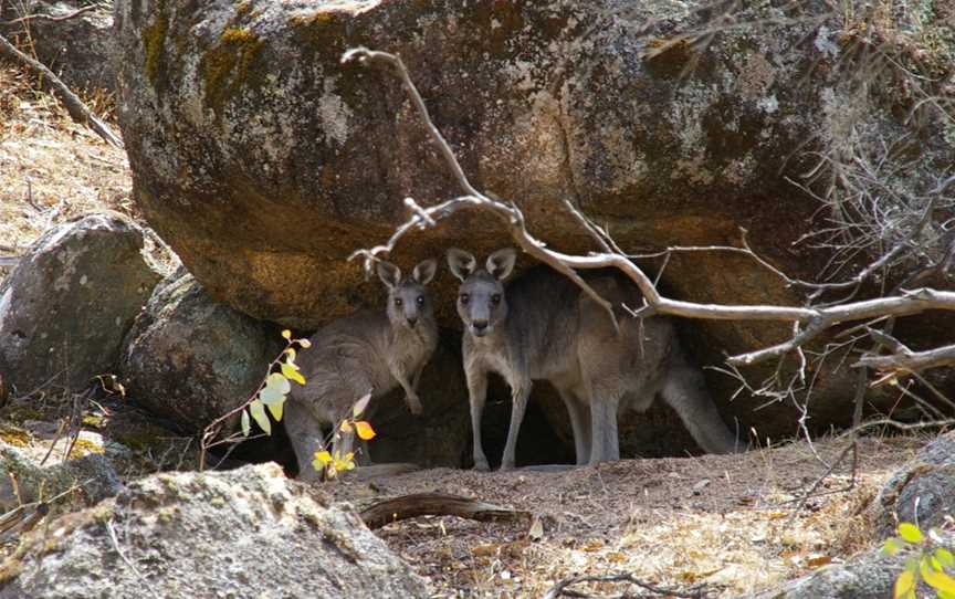 Chiltern-Mt Pilot National Park, Chiltern, VIC