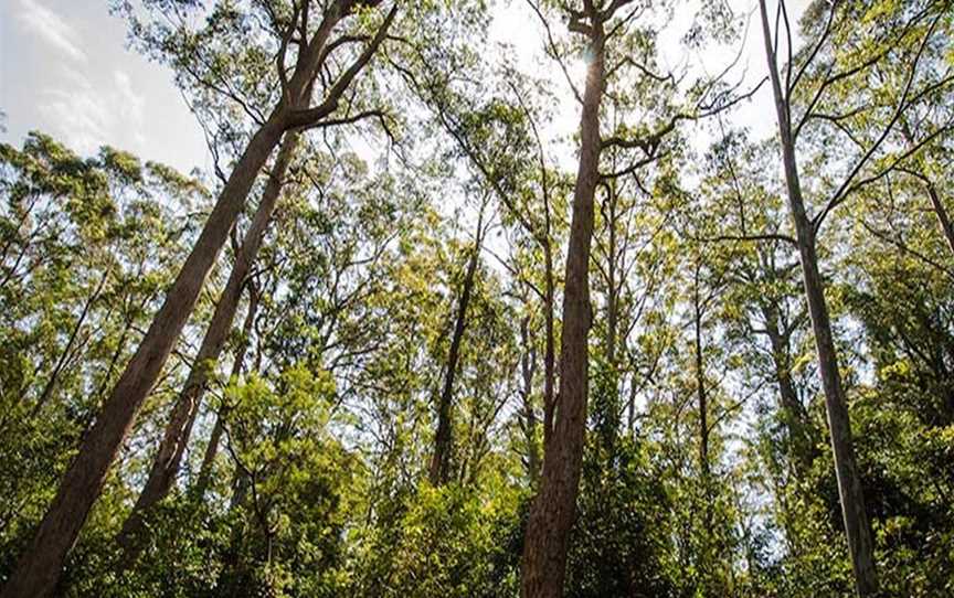 Lagoon Pinch picnic area, Upper Allyn, NSW