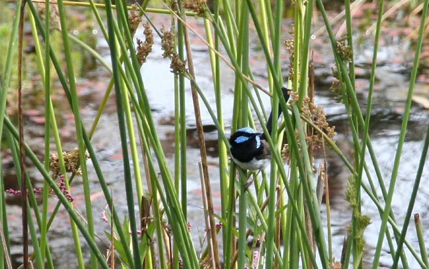 Swainsona Reserve, West Wodonga, VIC