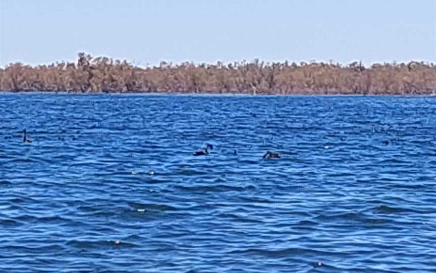 Ophthalmia Dam, Newman, WA