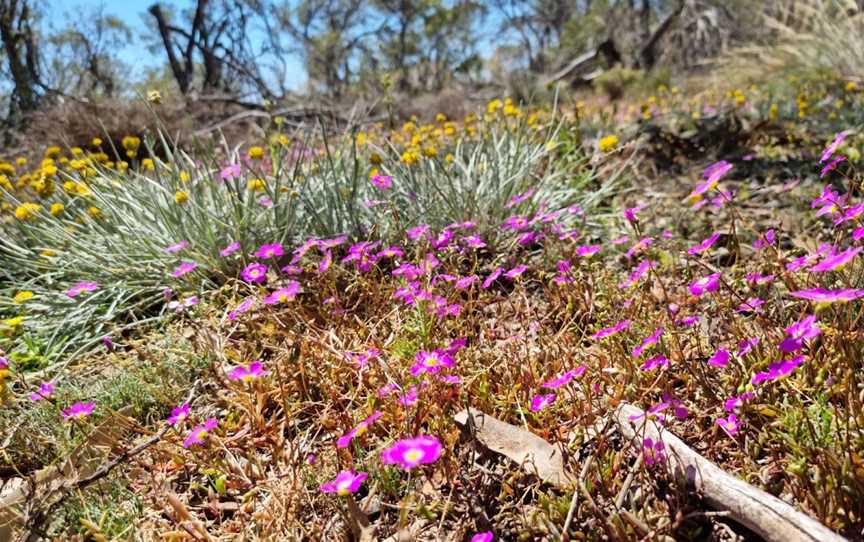 Watheroo National Park, Watheroo, WA