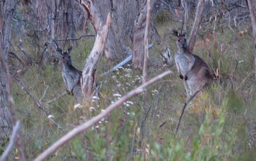 Mylor Conservation Park, Mylor, SA