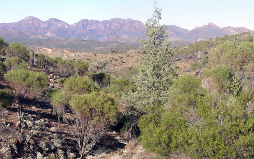 Ikara-Flinders Ranges National Park, Flinders Ranges, SA