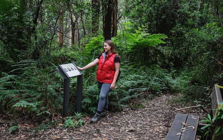 Tanglefoot Loop, Toolangi, VIC