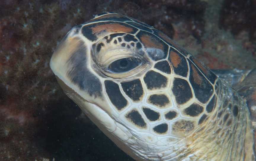 Cochrane Artificial Reef Dive Site, Bargara, QLD