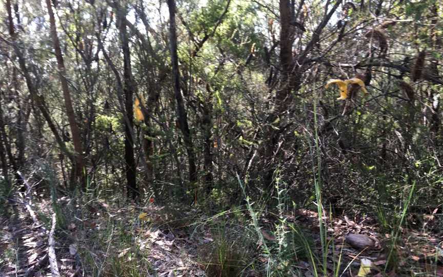 Tommos loop and Rocky Ponds cycling loop, Kariong, NSW