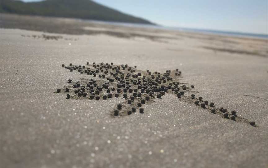 Hibiscus Coast, Cape Hillsborough, QLD