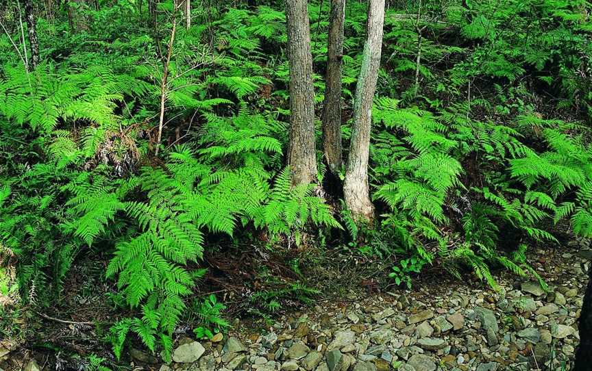 Nerang National Park and State Forest, Nerang, QLD