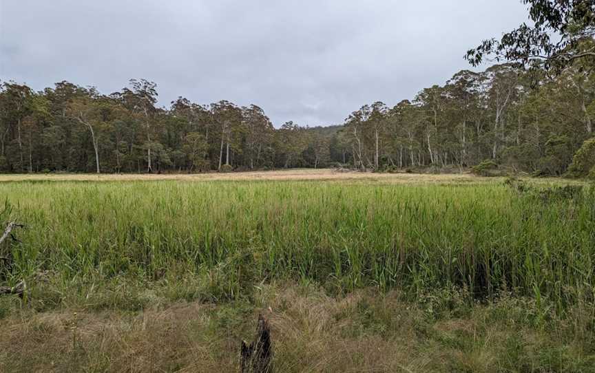 Mummel Gulf National Park, Yarrowitch, NSW