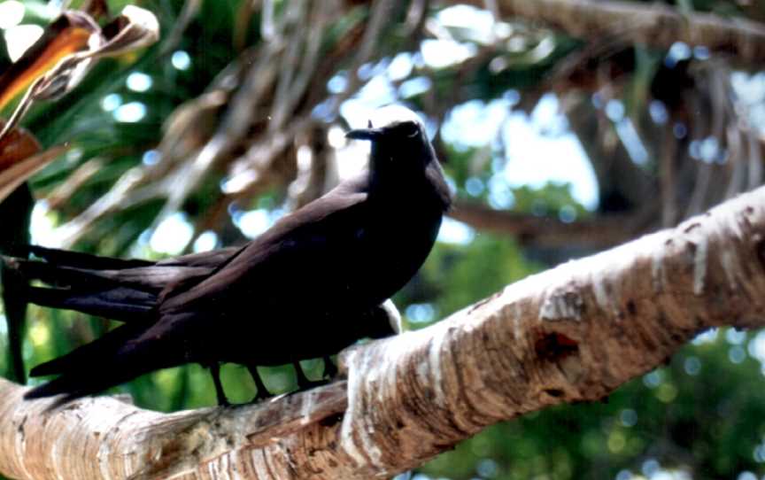 Lady Musgrave Island, Lady Musgrave Island, QLD