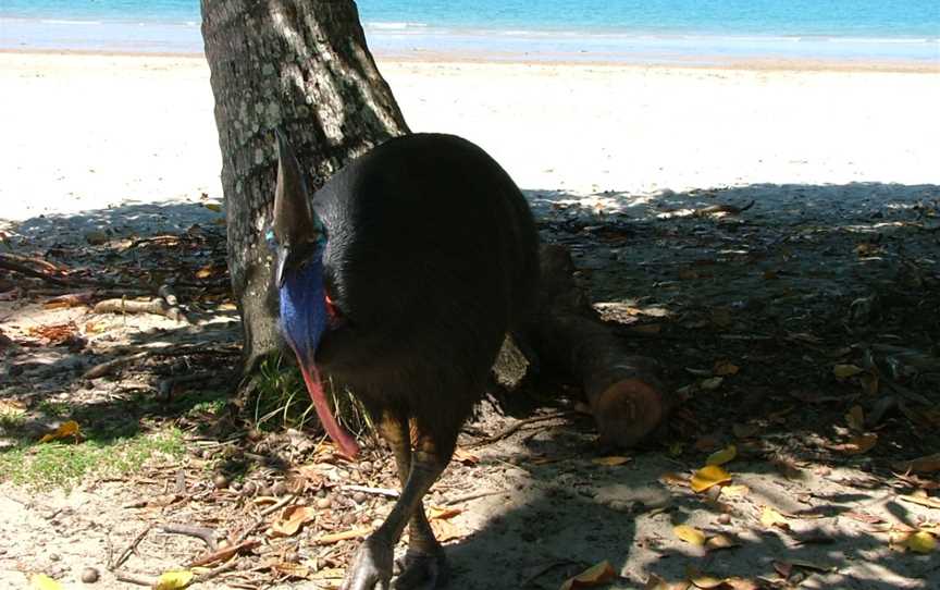 Etty Bay, Innisfail, QLD