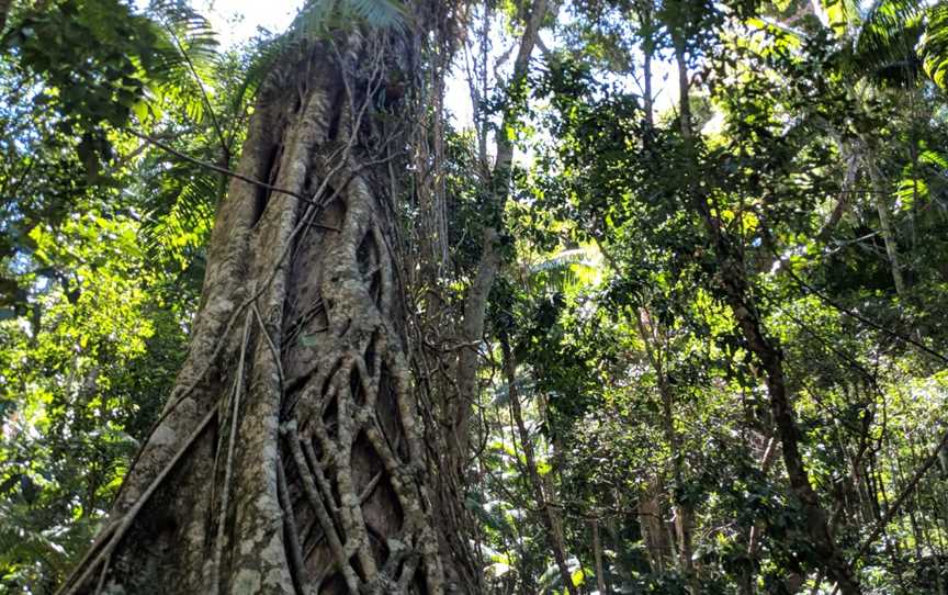 Wanggoolba Creek, K'gari, QLD