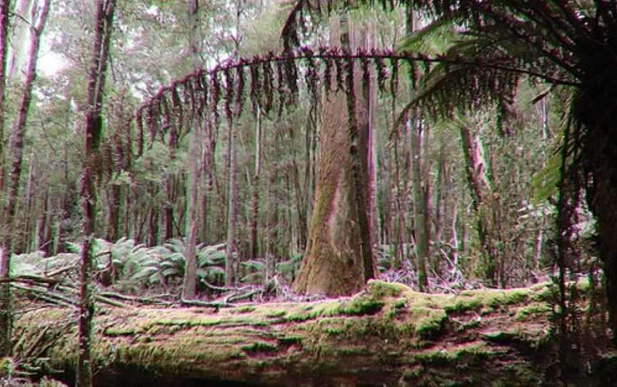 Tall Trees Walk, National Park, TAS