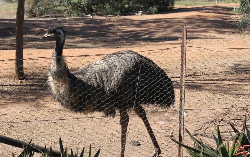 Waterways Wildlife Park, Gunnedah, NSW