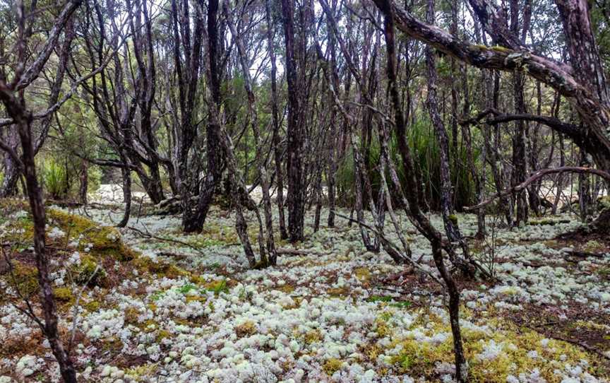 Blue Tier Forest Reserve, Weldborough, TAS