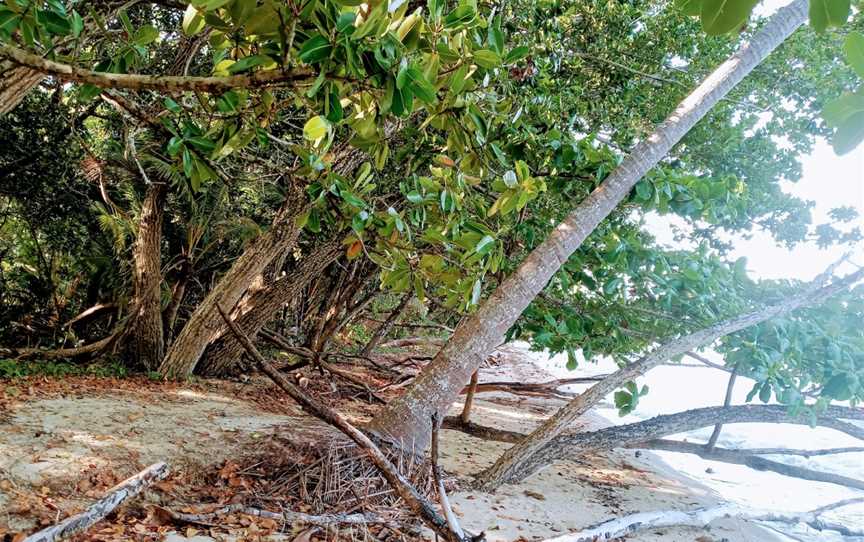 Wonga Beach, Wonga Beach, QLD