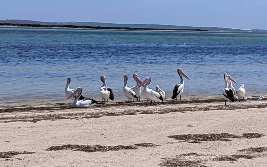 Baird Bay, Baird Bay, SA