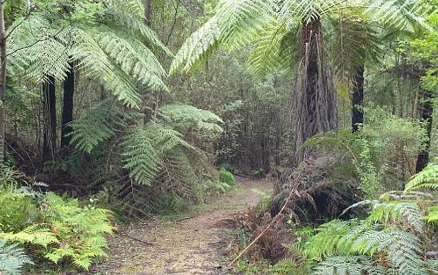 Beauty Spot Trail, Marysville, VIC