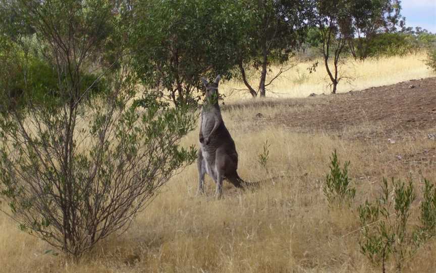 Onkaparinga River National Park, Port Noarlunga, SA