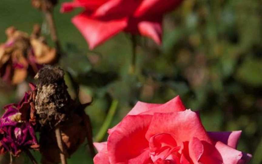 National Rose Gardens, Parkes, ACT