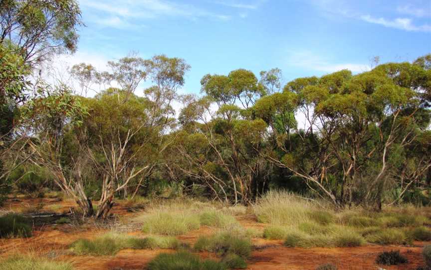 Gluepot Reserve, Waikerie, SA