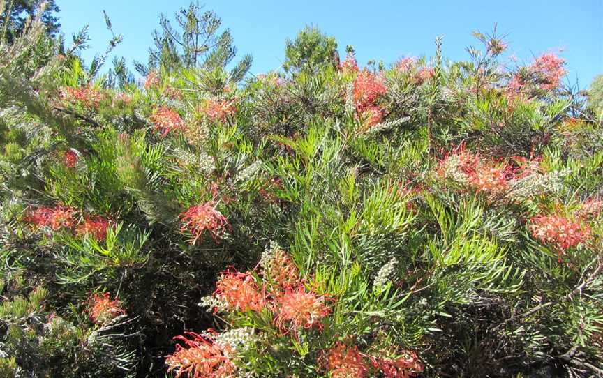 Myall Park Botanic Garden, Glenmorgan, QLD