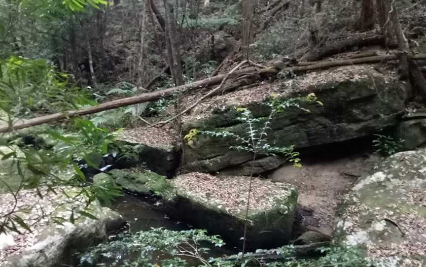 Forest of Tranquility, Ourimbah, NSW