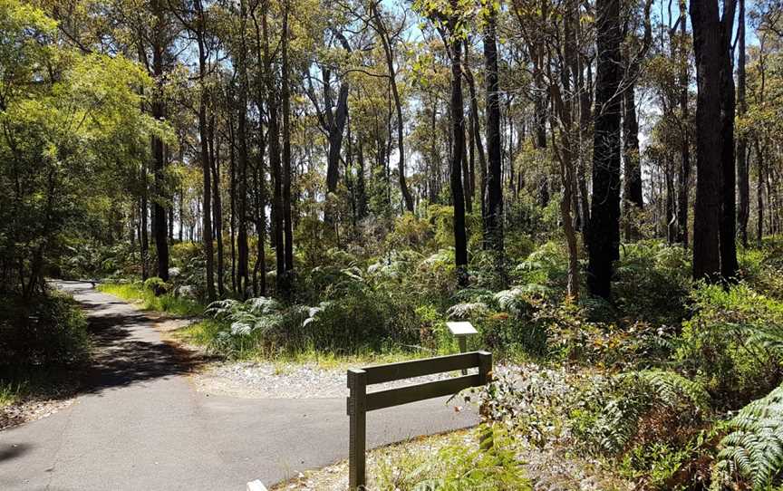 King Jarrah Tree, Balbarrup, WA