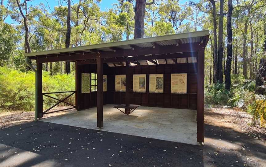 King Jarrah Tree, Balbarrup, WA