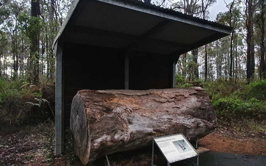 King Jarrah Tree, Balbarrup, WA