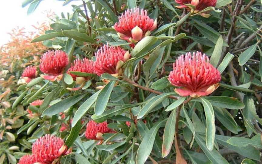 Shoalhaven Heads Native Botanic Garden, Shoalhaven Heads, NSW