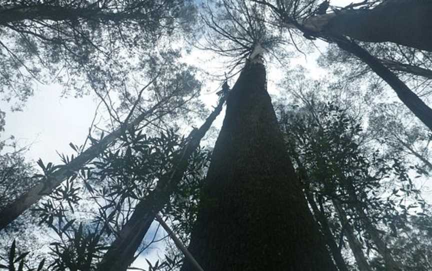 Kalatha Giant, Toolangi, VIC