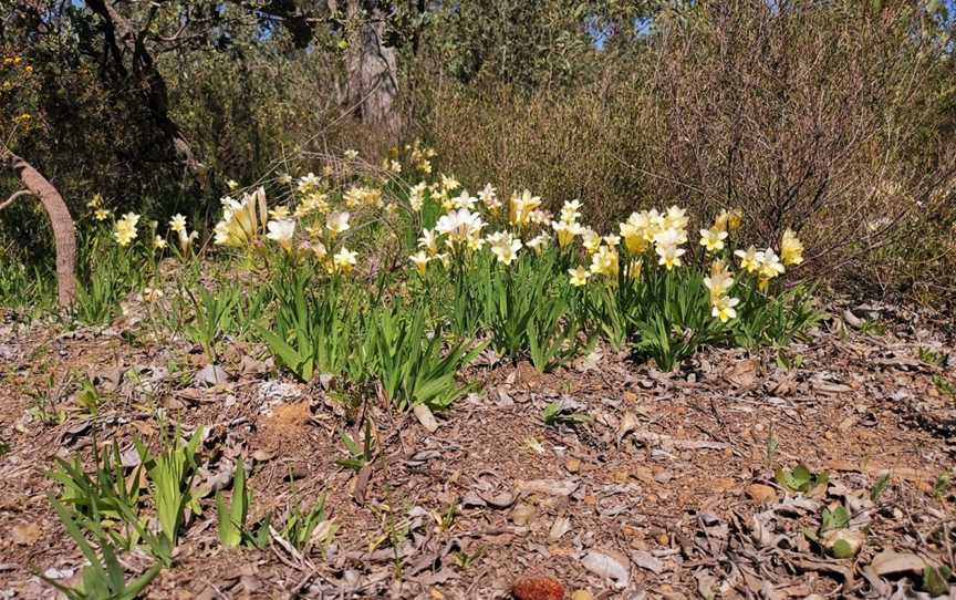 Foxes Lair, Narrogin, WA