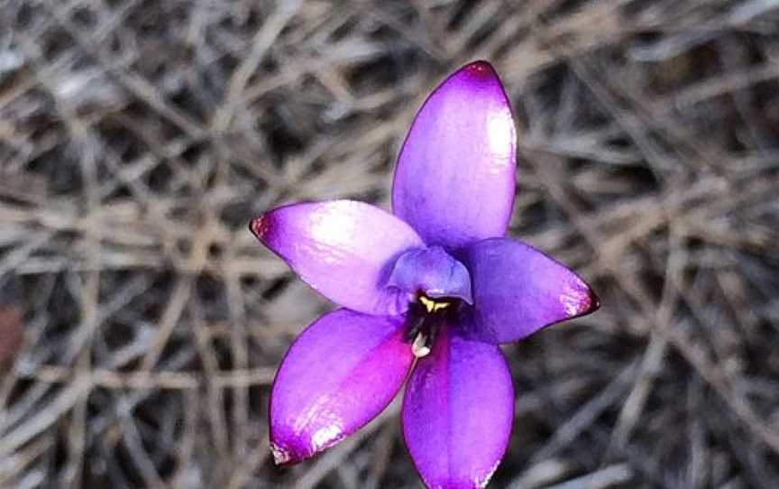 Macrocarpa Trail, Kulin, WA