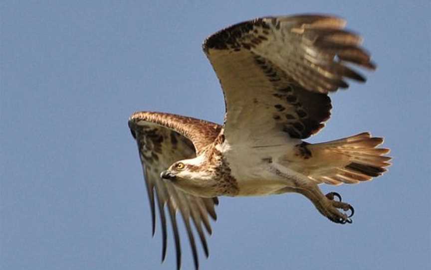 Osprey Environmental Centre Brisbane, Brisbane, QLD