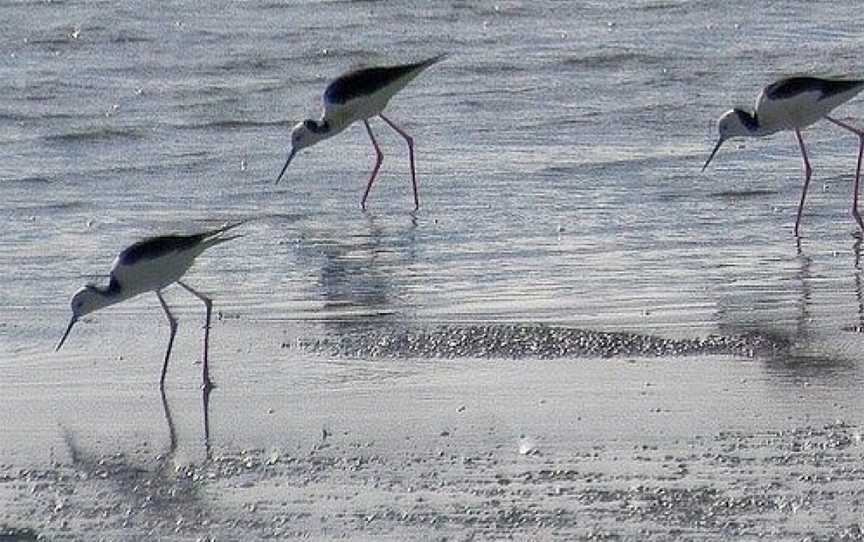 Colac Bird Reserve, Colac, VIC