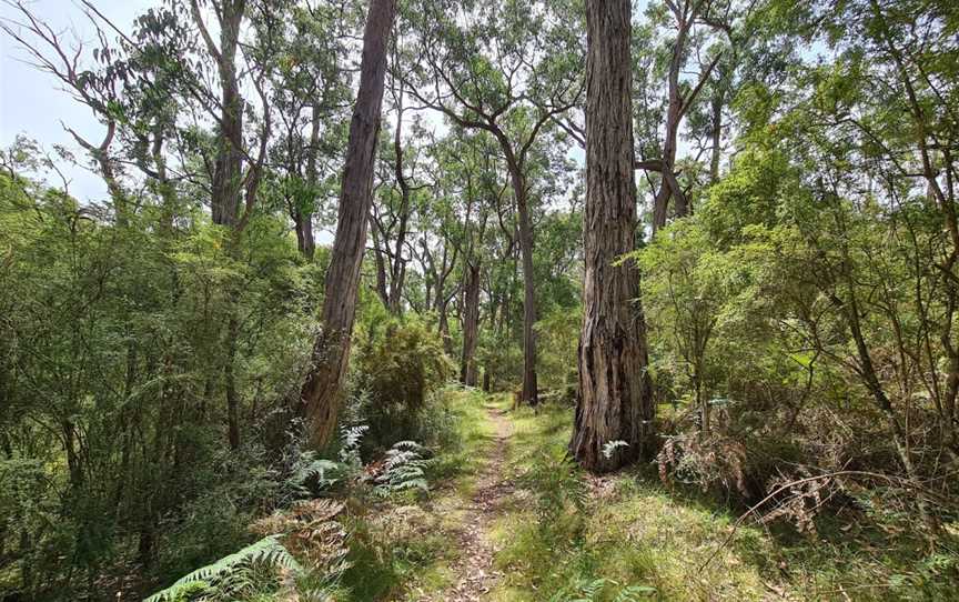 Cobboboonee National Park, Heywood, VIC