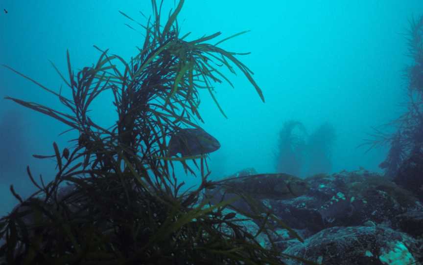 Discovery Bay Marine National Park, Cape Bridgewater, VIC