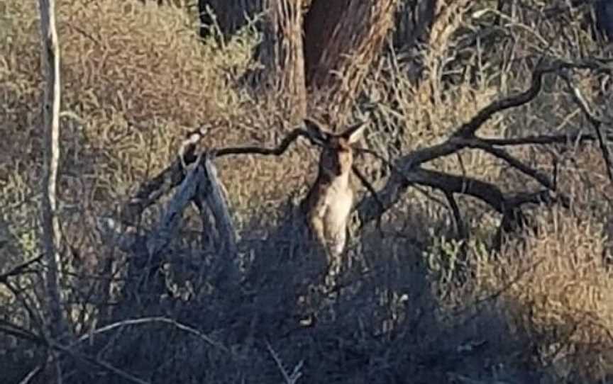 Hattah Lakes Nature Discovery Trail, Ouyen, VIC