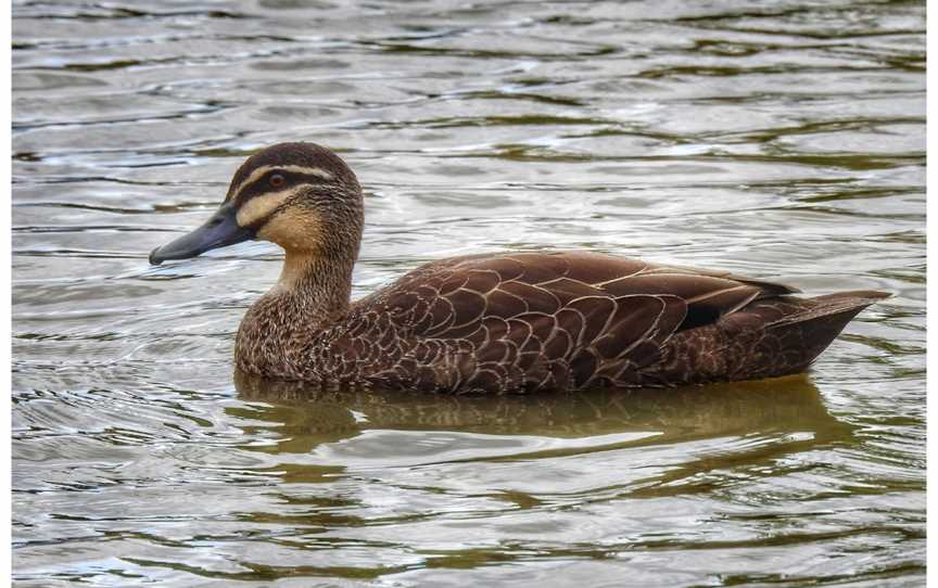 Hendersons Creek Wetlands, South Morang, VIC