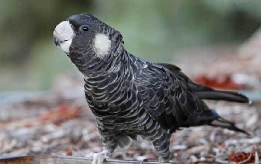 Kaarakin Black Cockatoo Conservation Centre, Martin, WA