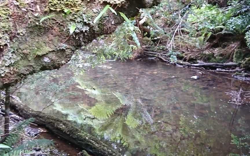 Julius River Rainforest Walk, Trowutta, TAS